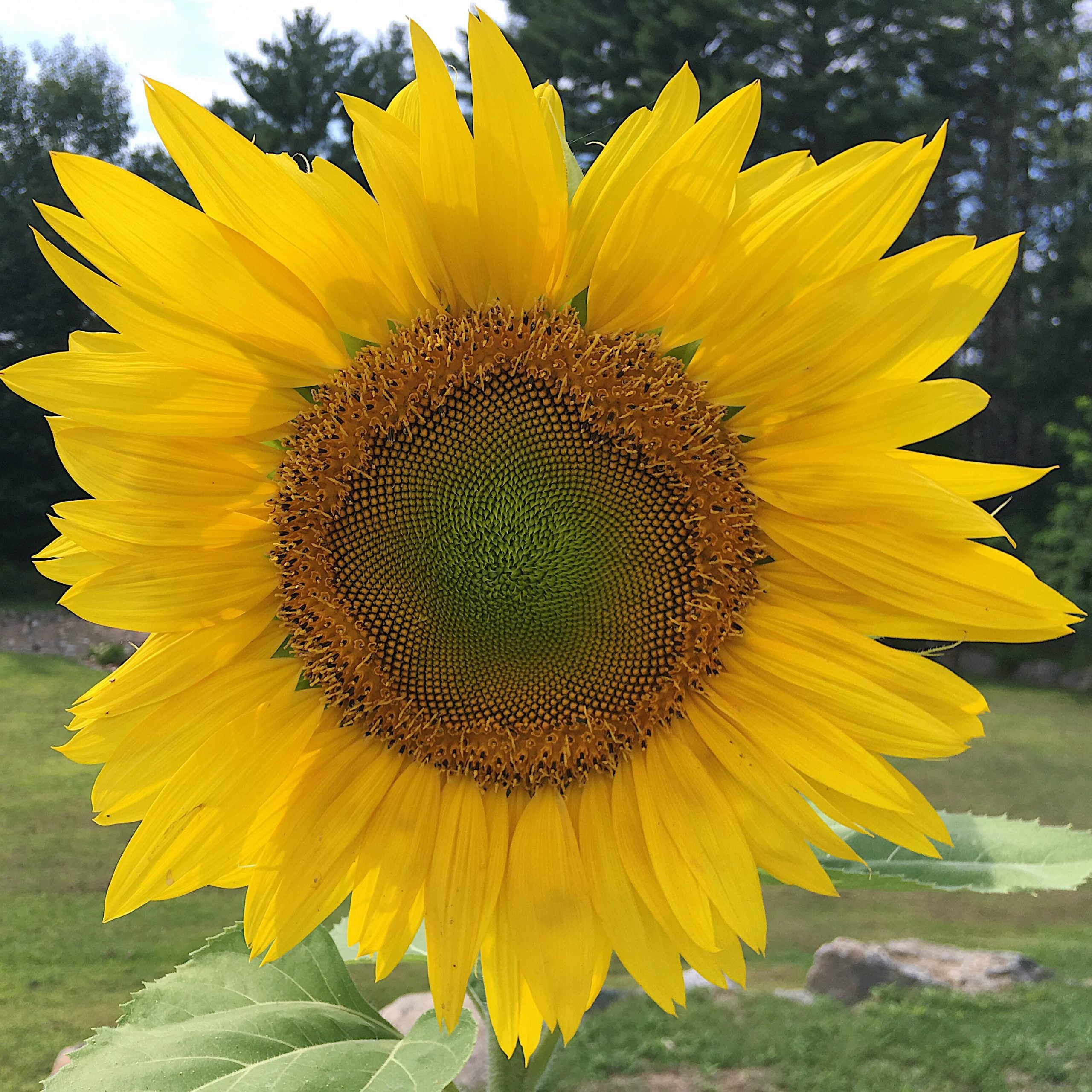 sunflower