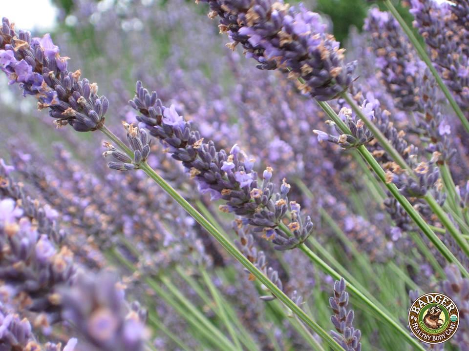 lavender flowers