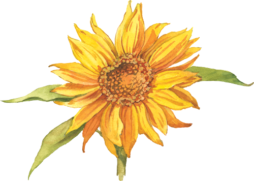 sunflower illustration